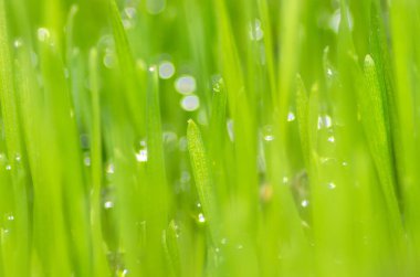 Taze ve sulu bahar çimenleri ve çiğ damlaları.