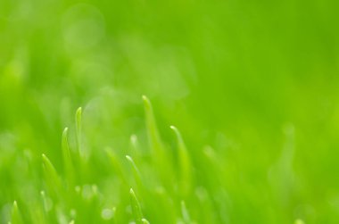 Taze ve sulu bahar çimenleri ve çiğ damlaları.