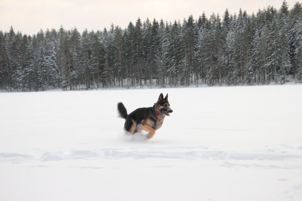 East European Shepherd