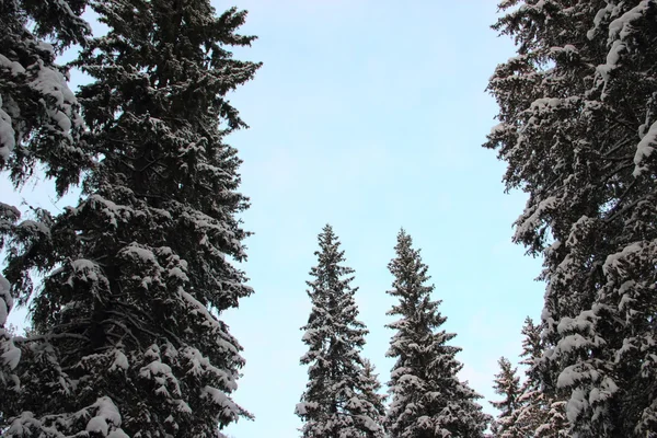 Top of large fir trees — Stock Photo, Image