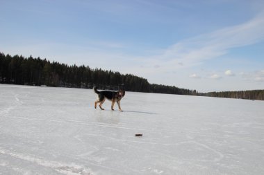 Donmuş göl üzerinde Alsatian köpek