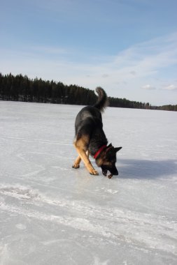 Donmuş göl üzerinde Alsatian köpek