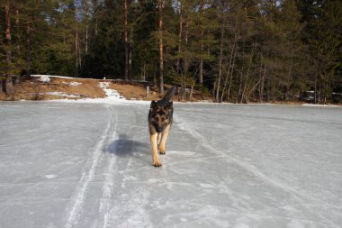 Donmuş göl üzerinde Alsatian köpek