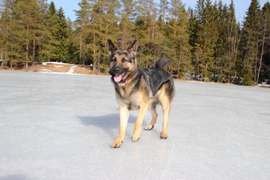 Donmuş göl üzerinde Alsatian köpek