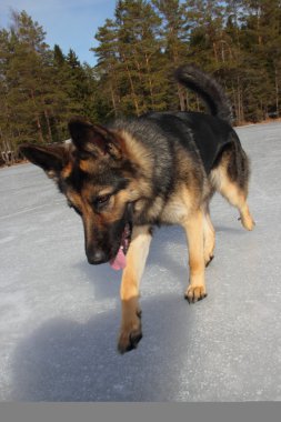 Donmuş göl üzerinde Alsatian köpek