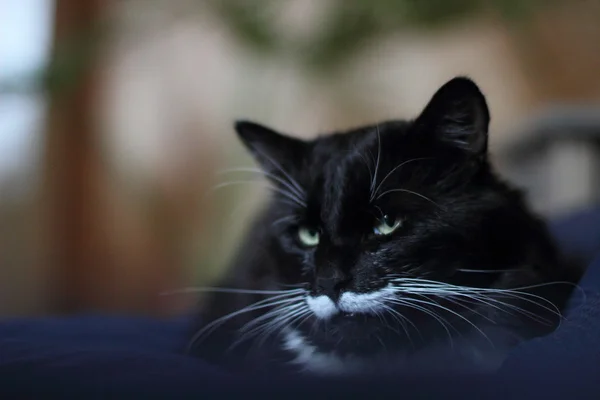 Czarno-biały kot pluszowy wąsy — Zdjęcie stockowe
