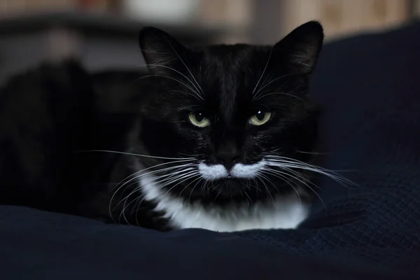 Черный и белый кот с плюшевыми усами — стоковое фото
