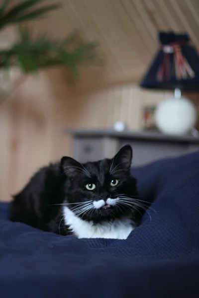 Czarno-biały kot z długie wąsy — Zdjęcie stockowe