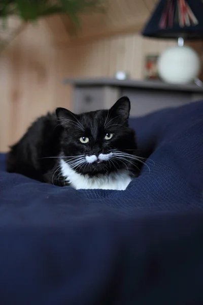 Gato preto e branco com bigode de pelúcia — Fotografia de Stock