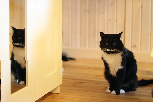 Gato preto e branco com bigode de pelúcia — Fotografia de Stock