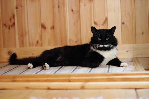 Black and white cat with plush mustache — Stock Photo, Image