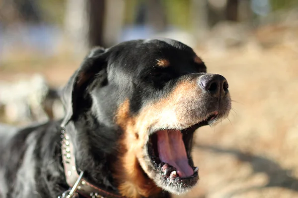 Rottweiler adulto Fotos De Bancos De Imagens