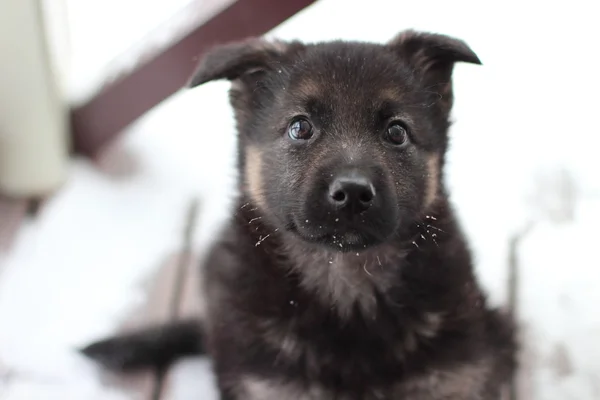 German shepherd puppy — Stock Photo, Image