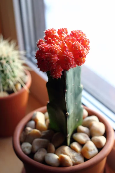 Cactus con tapa roja — Foto de Stock