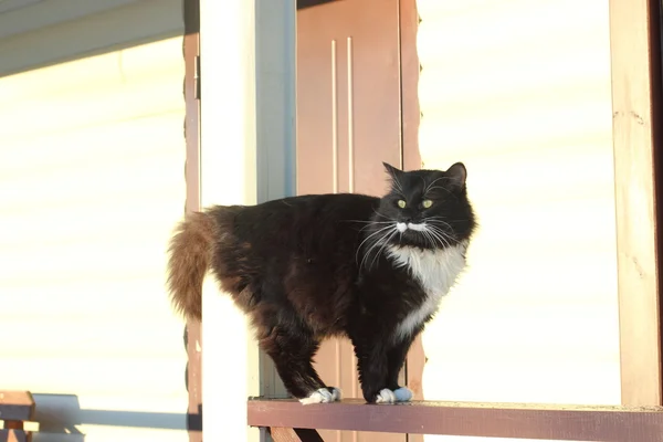 Fluffy, black and white cat — Stock Photo, Image