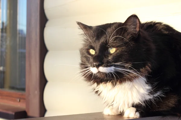 Fluffy, black and white cat — Stock Photo, Image