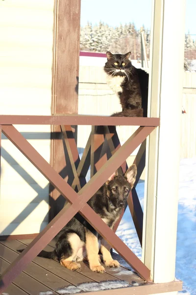 Gato fofo e um cachorro pastor alemão — Fotografia de Stock