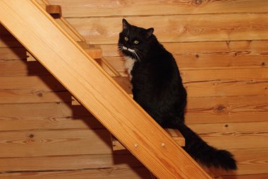 Güzel siyah beyaz kedi 