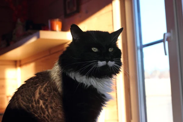 Güzel siyah beyaz kedi — Stok fotoğraf