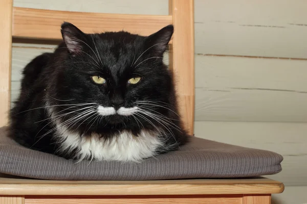 Bonito gato preto e branco — Fotografia de Stock