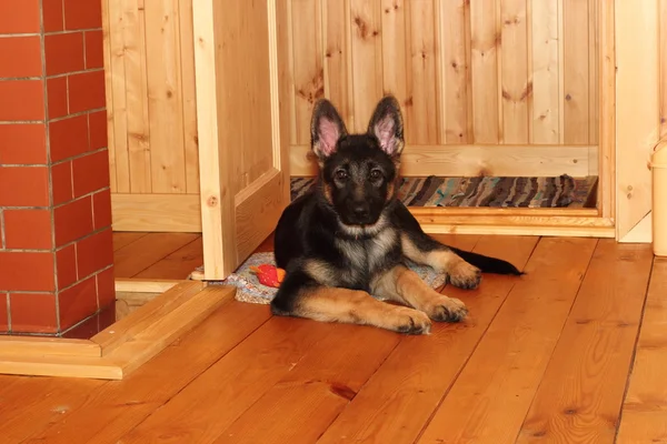 German Shepherd puppy — Stock Photo, Image