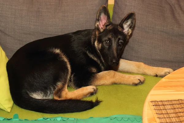 Grown German shepherd puppy — Stock Photo, Image