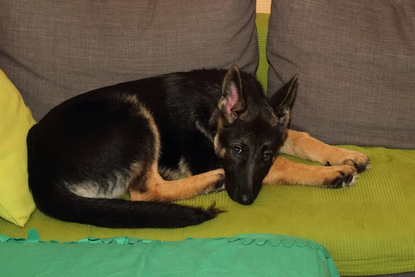 Crescido cachorro pastor alemão — Fotografia de Stock