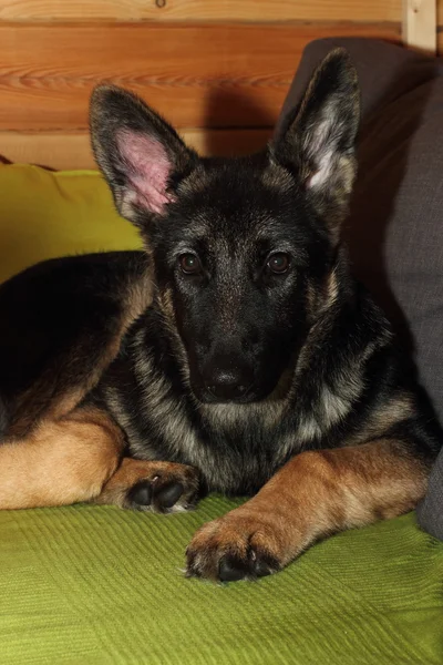 Volwassen Duitse herder puppy — Stockfoto