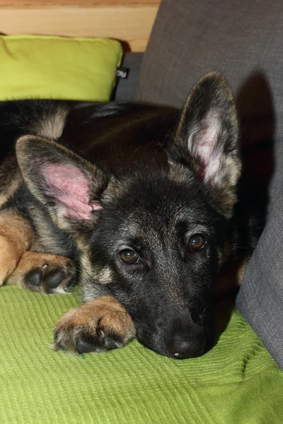 Grown German shepherd puppy — Stock Photo, Image