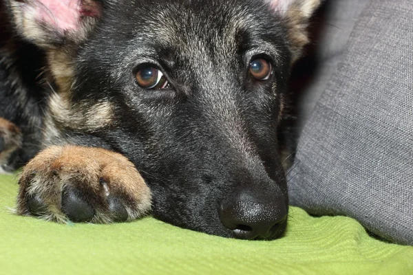 Cachorro pastor alemán crecido — Foto de Stock