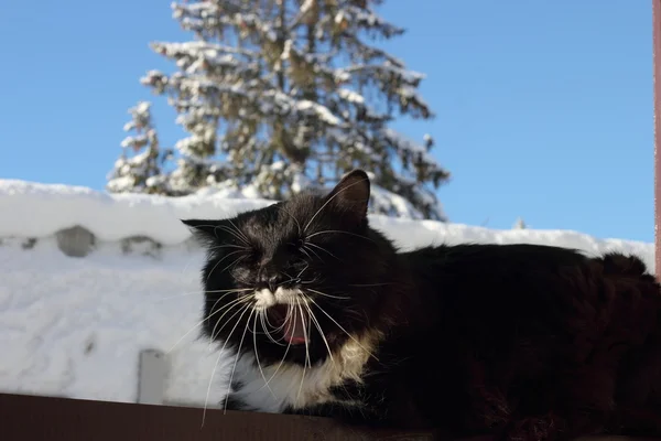 Siyah ve beyaz kabarık kedi esneme — Stok fotoğraf