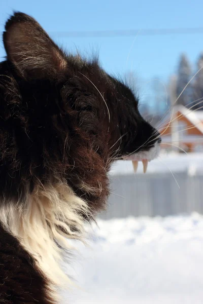Zející černou a bílou chlupatou kočičku — Stock fotografie