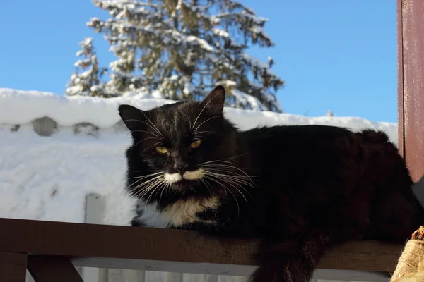 黒と白のふわふわの猫 — ストック写真