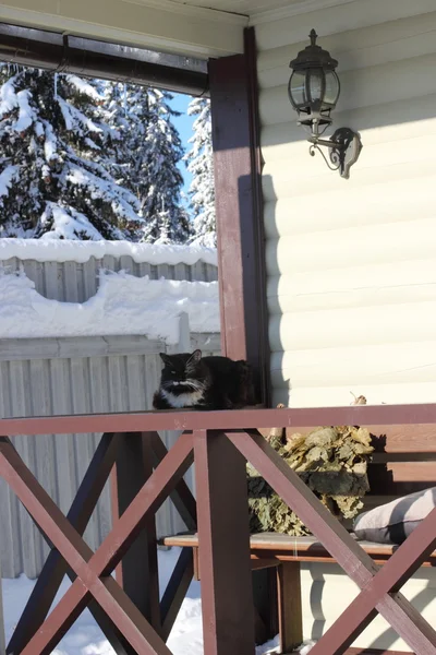 Siyah beyaz tüylü kedi — Stok fotoğraf