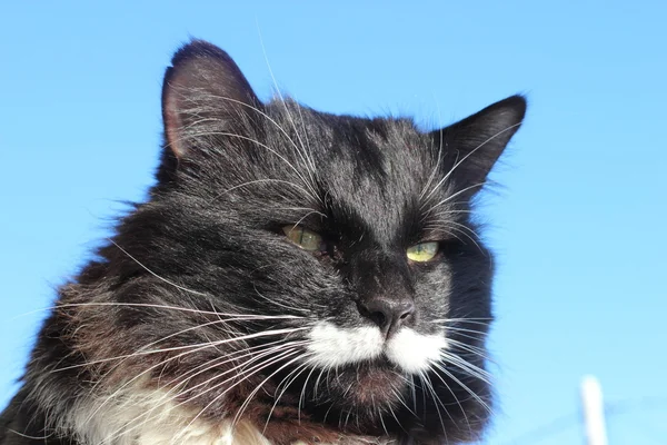 Siyah beyaz tüylü kedi — Stok fotoğraf