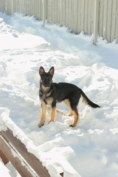 Tysk herdepuppy utomhus — Stockfoto