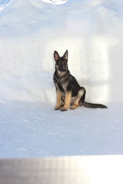 Tysk herdepuppy utomhus — Stockfoto