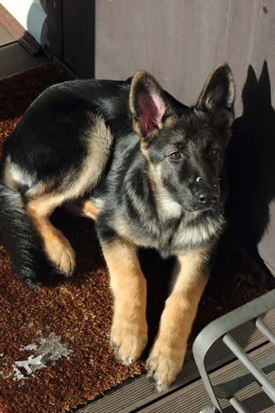 Cachorro pastor alemán — Foto de Stock