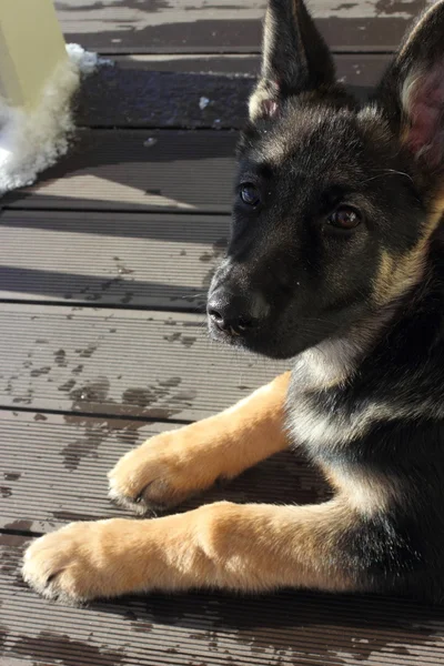 German Shepherd puppy — Stock Photo, Image