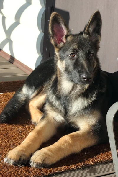 German Shepherd puppy — Stock Photo, Image