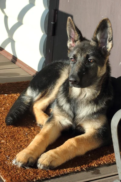 German Shepherd puppy — Stock Photo, Image