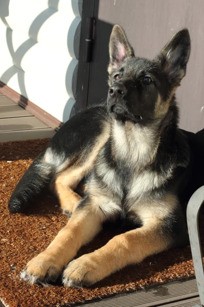 German Shepherd puppy — Stock Photo, Image