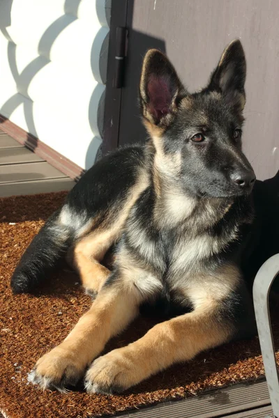 Cachorro pastor alemán — Foto de Stock