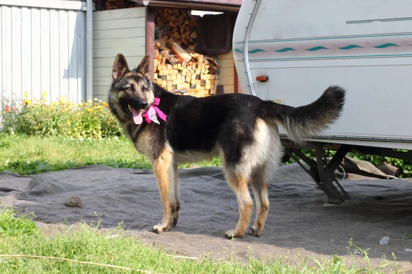 Perro pastor alemán con un arco en el cuello — Foto de Stock