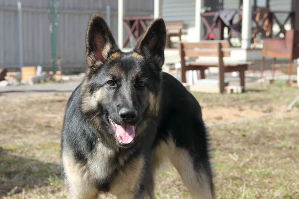 Pastor alemán perro — Foto de Stock