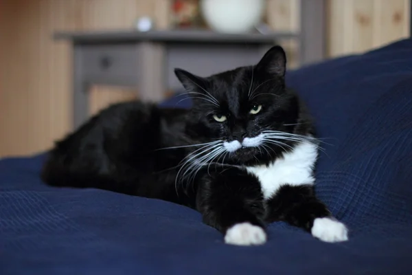Black and white cat with plush mustache — Stock Photo, Image