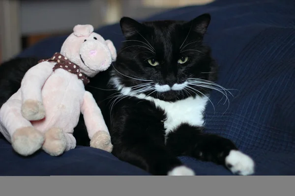Gato preto e branco com bigode de pelúcia — Fotografia de Stock