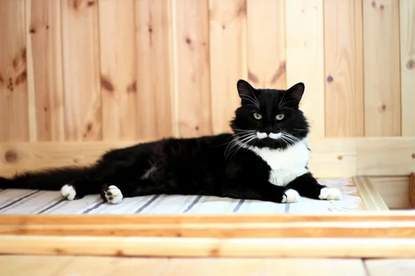 Gato preto e branco com bigode de pelúcia — Fotografia de Stock