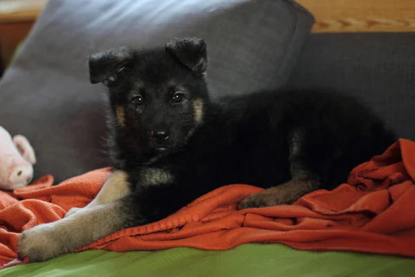 Shepherd puppy dog — Stock Photo, Image