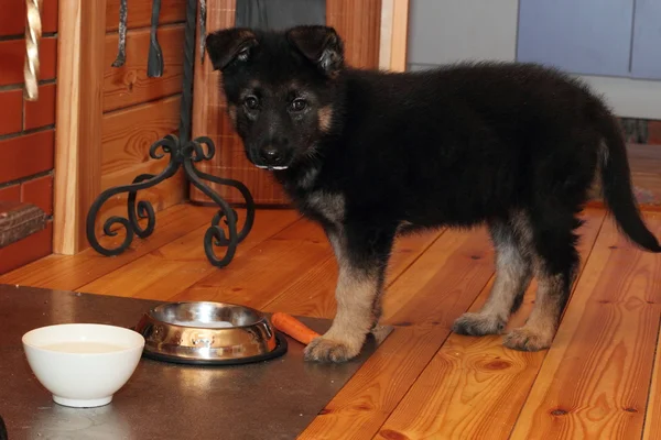 Shepherd puppy dog — Stock Photo, Image